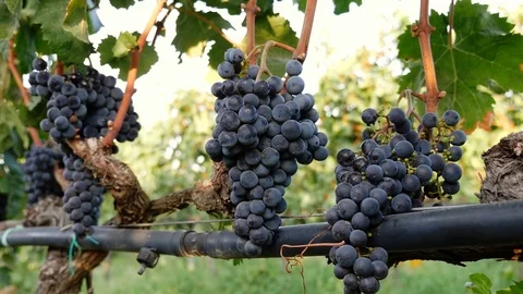 Man' s hand  cutting Grapes In The Vineyard- South of  Italy Stock Footage 80360904