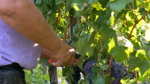 Man' s hand Man cutting Grapes In The Vineyard- Harvesting grapes,South of Italy Video stock 80084794