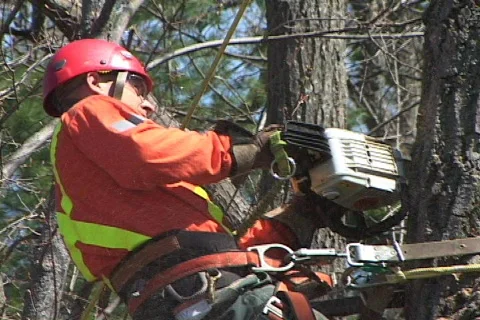 Man safely cutting tree with chainsaw. Stock Footage 80314