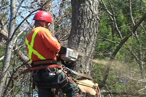 Man safely cutting tree with chainsaw 2. Stock Footage 80767