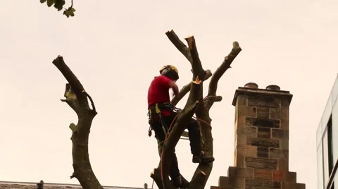 Man Safely Cutting Tree With Chainsaw Stock Footage 41533210