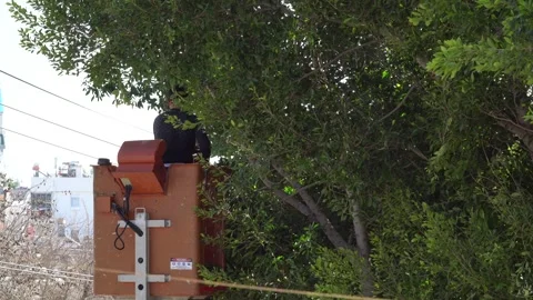 Man Safely Cutting Tree With Chainsaw. Video stock 244666159