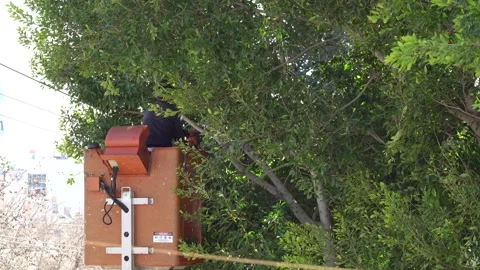 Man Safely Cutting Tree With Chainsaw. 스톡 동영상 244676030