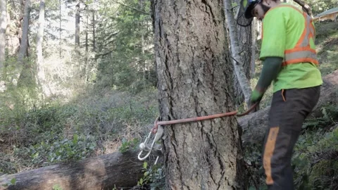 Man in safety gear puts cable around a tree Stock Footage 314025755