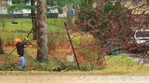 Man in safety harnesses removing branches with chainsaw. Video stock 148307051