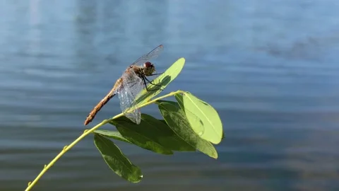 The man saved the dragonfly. Dragonfly dries its wings after falling into the Video stock 199096198