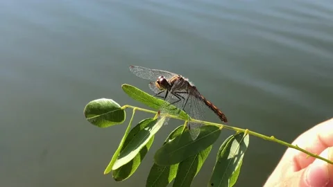The man saved the dragonfly. Dragonfly dries its wings after falling into the Stock Footage 208935946