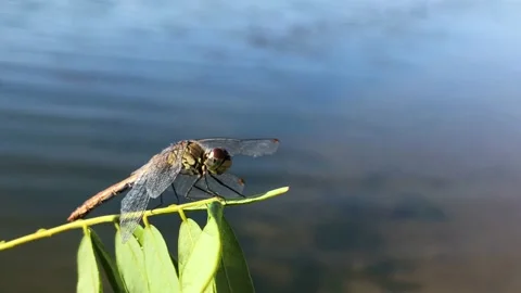 The man saved the dragonfly. Dragonfly dries its wings after falling into the Stock Footage 208935967