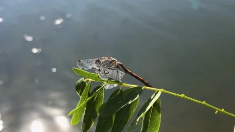 The man saved the dragonfly. Dragonfly dries its wings after falling into the Stock-Footage 211089368