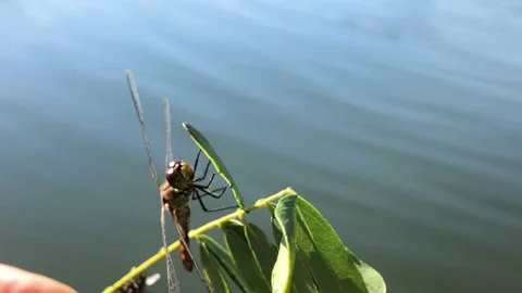 The man saved the dragonfly. Dragonfly dries its wings after falling into the Stock-Footage 230505919