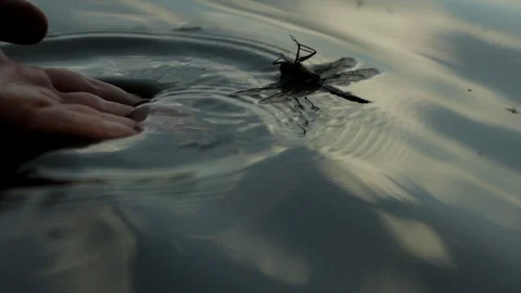 Man saves a dragonfly that has fallen in water Stock Footage 114134067