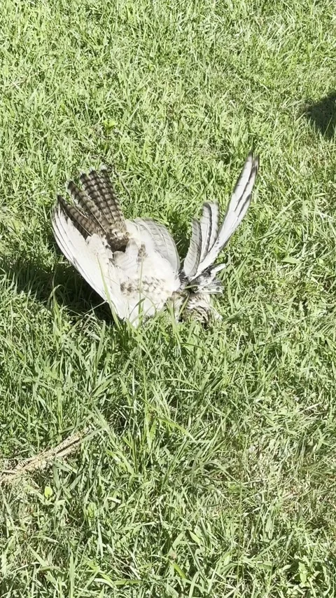 Man Saves Hawk From Snake, Delaware, USA - 06 Jul 2026 Stock Footage 339971578