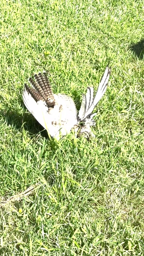 Man Saves Hawk From Snake, Delaware, USA - 17 Jul 2026 Stock Footage 339971642