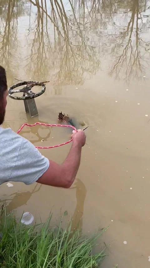 Man Saves Snapping Turtle Stuck in Pond's Overflow Pipe, Baltimore, Ohio, USA -  Stock Footage 205425922