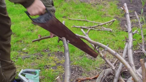 Man sawing off a branch with a saw Stock Footage 346122088