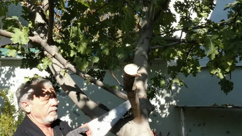 A man is sawing off the branches of a fig tree. Stock-Footage 164536808