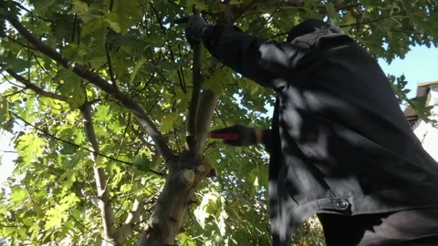 A man is sawing off the branches of a fig tree. Stock Footage 164536936