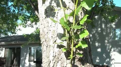 Man Sawing Branches Off of Tree 스톡 동영상 12598268