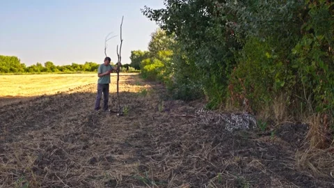 Man Sawing Dry Dead Tree with Hand Saw in Field Stock Footage 346689425