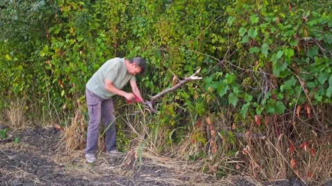Man Sawing Dry Tree Branch with Hand Bow Saw Outdoors Stock Footage 346651463