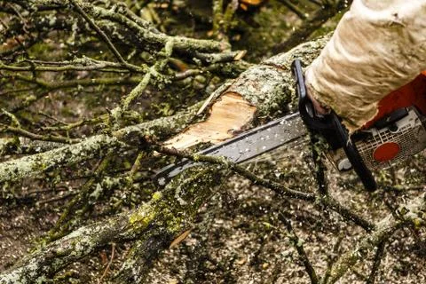 Man sawing a log in his back yard Stock Photos