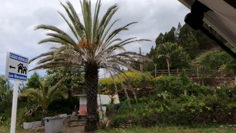 Man sawing palm tree branches with dates on La Palma, Canary Islands Stock Footage 197624512