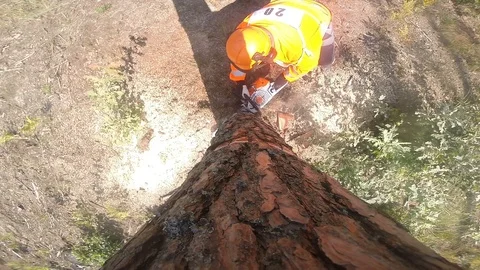 A man is sawing a tree and it falls Stock Footage 97585703