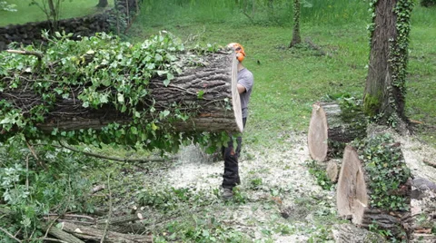 Man sawing a tree with a chainsaw Video stock 28528474