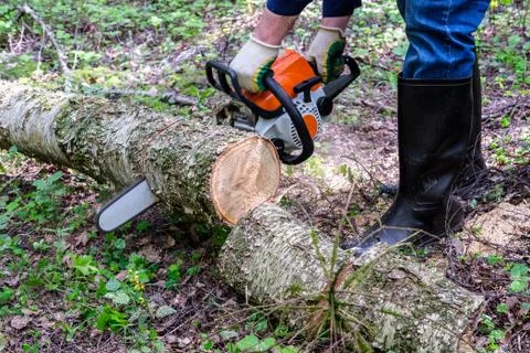 A man is sawing a tree with a chainsaw. Stock Photos