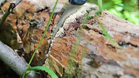 Man is sawing a tree in the forest Stock Photos