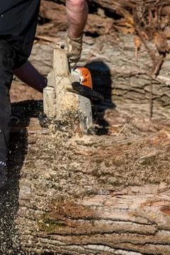 Man sawing a tree trunk Foto stock
