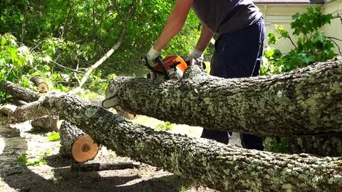Man sawing the trunk of maple tree in garden with chainsaw Stock Footage 71090571