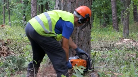 Man sawing wood using chainsaw Stock Footage 82469060