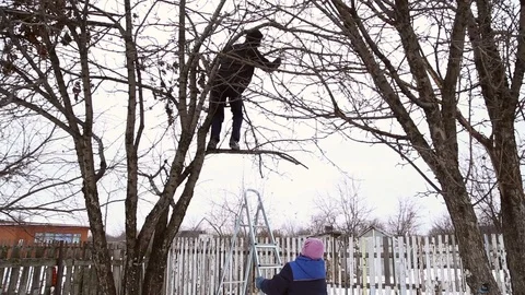 Man saws off the apple tree branch Stock Footage 70206901