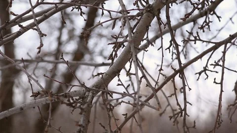 Man saws off the apple tree branch Stock Footage 70207107