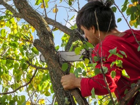 A man saws off a branch of an apricot tree with a chainsaw Stock Photos
