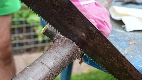 A man saws a branch with a saw Stock Footage 317291809