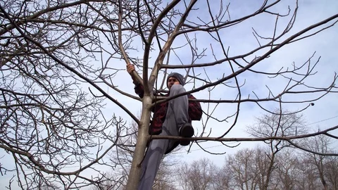 A man saws branches on a tree Stock Footage 125809593
