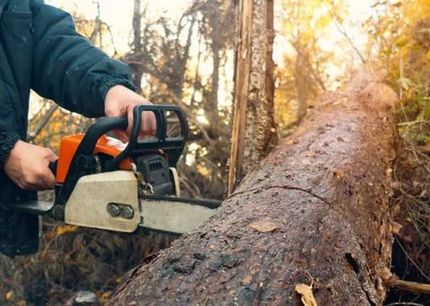Man saws a chainsaw thick log in the forest Stock Photos