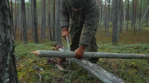 A man saws a dead tree trunk in the forest Vidéo 296245035