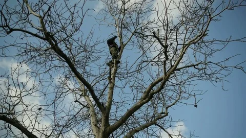 A man saws off the dry branches of a tree at high altitude Stock-Footage 73555135