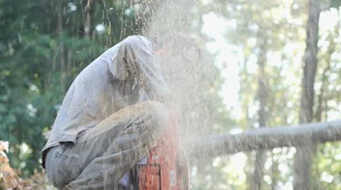 Man saws through large tree Stock Footage 8959974