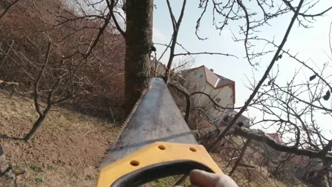 A Man Saws A Tree Branch Stock Footage 195005851