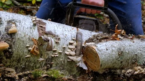 A man saws a tree with a chainsaw Stock Footage 138892463