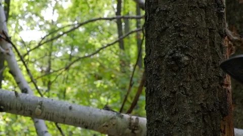 A man saws a tree with a chainsaw Stock Footage 138892467