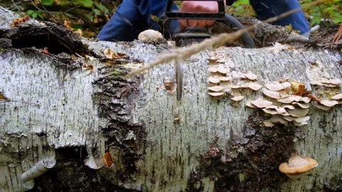 A man saws a tree with a chainsaw Stock Footage 138892935
