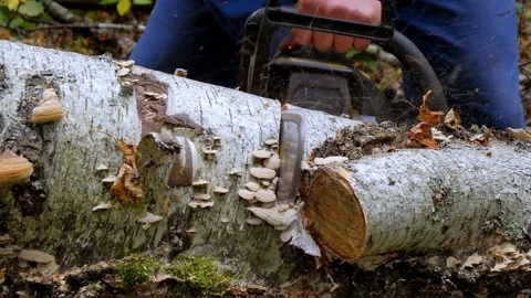 A man saws a tree with a chainsaw Stock Footage 138892936