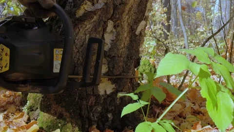 A man saws a tree with a chainsaw Stock Footage 140995188