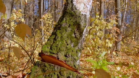 A man saws a tree with a chainsaw Stock Footage 140995199