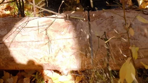 A man saws a tree with a chainsaw Stock Footage 140995200